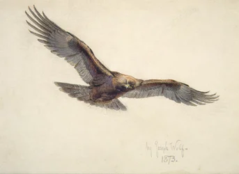 Adler im Flug, 1873